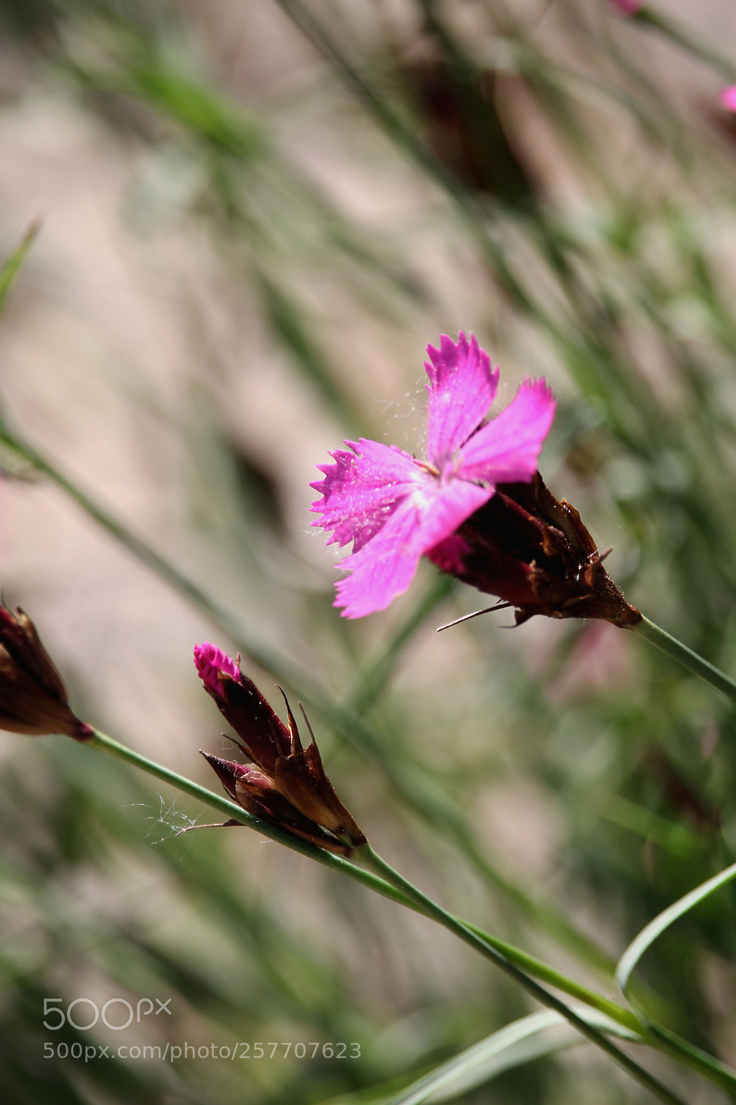 Canon EOS 1100D (EOS Rebel T3 / EOS Kiss X50) sample photo. Macro, wild flowers. photography