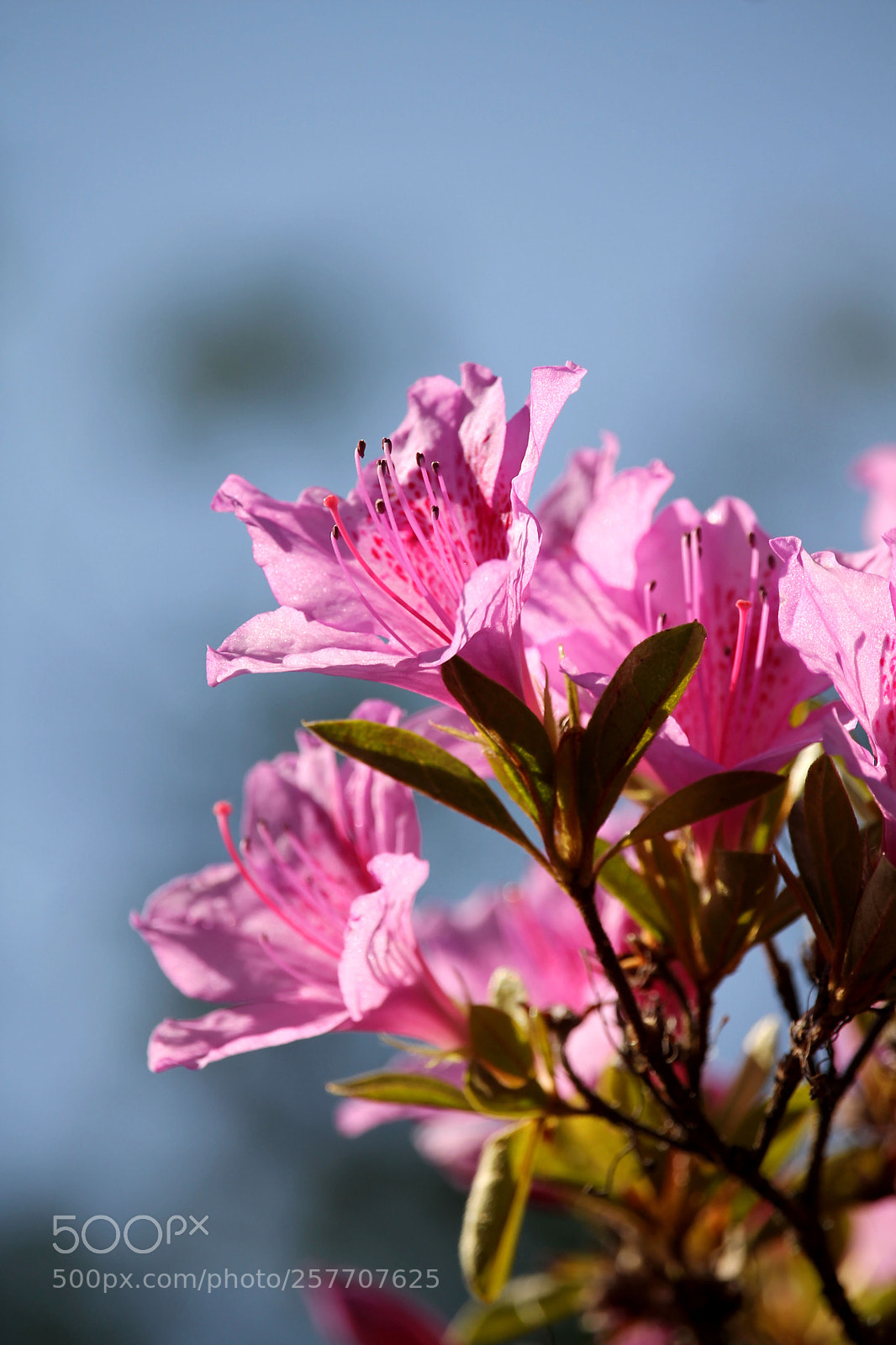 Canon EOS 1100D (EOS Rebel T3 / EOS Kiss X50) sample photo. Macro, wild flowers. photography