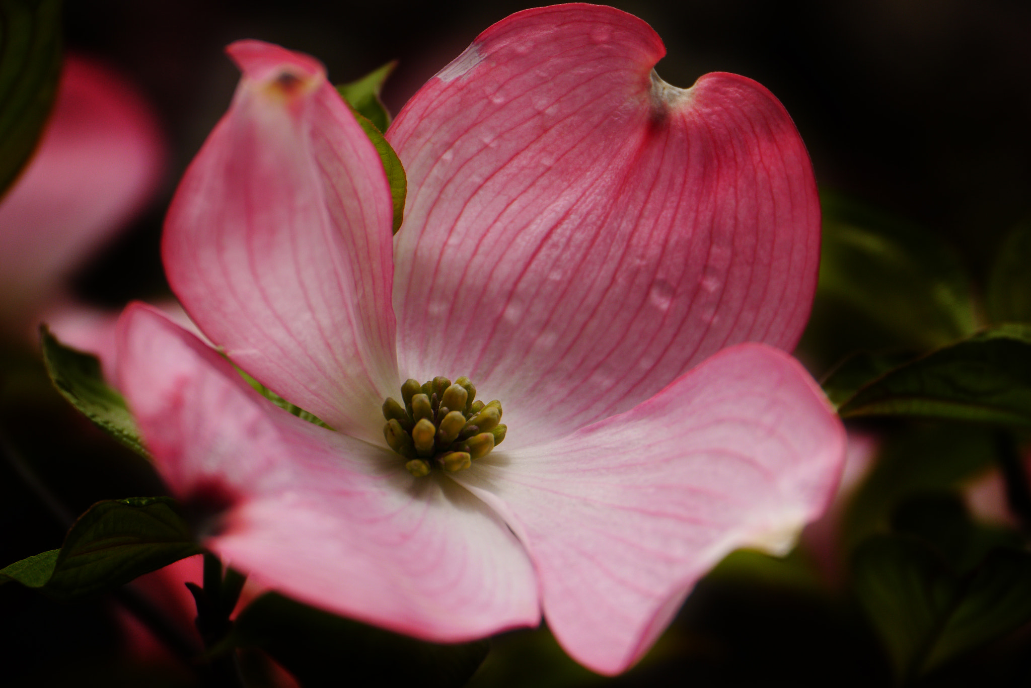 Panasonic Lumix DMC-GX1 sample photo. Dogwood photography