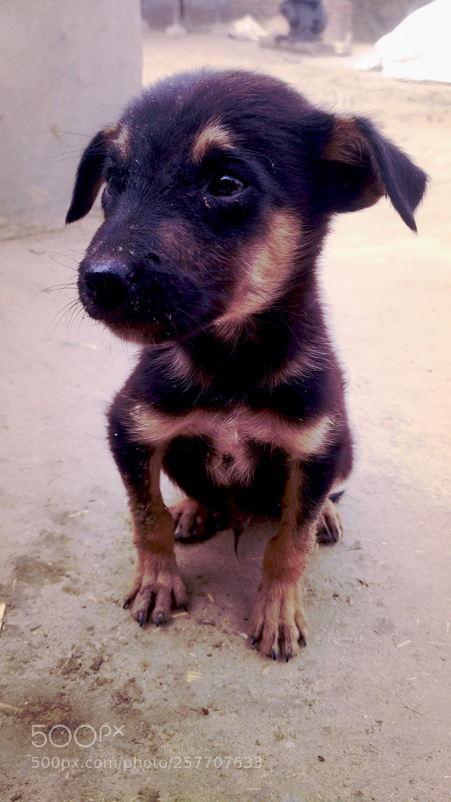 Xiaomi Redmi 3S sample photo. Cute dog photography
