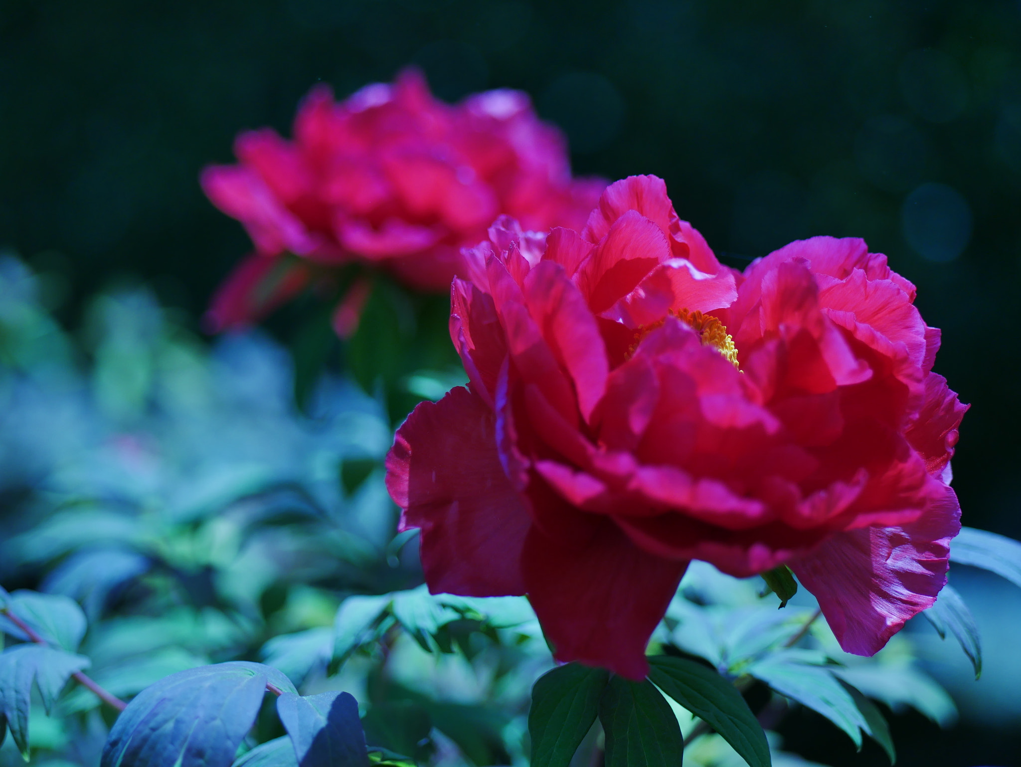 Panasonic Lumix DC-GX850 (Lumix DC-GX800 / Lumix DC-GF9) sample photo. Pink peony flowers photography