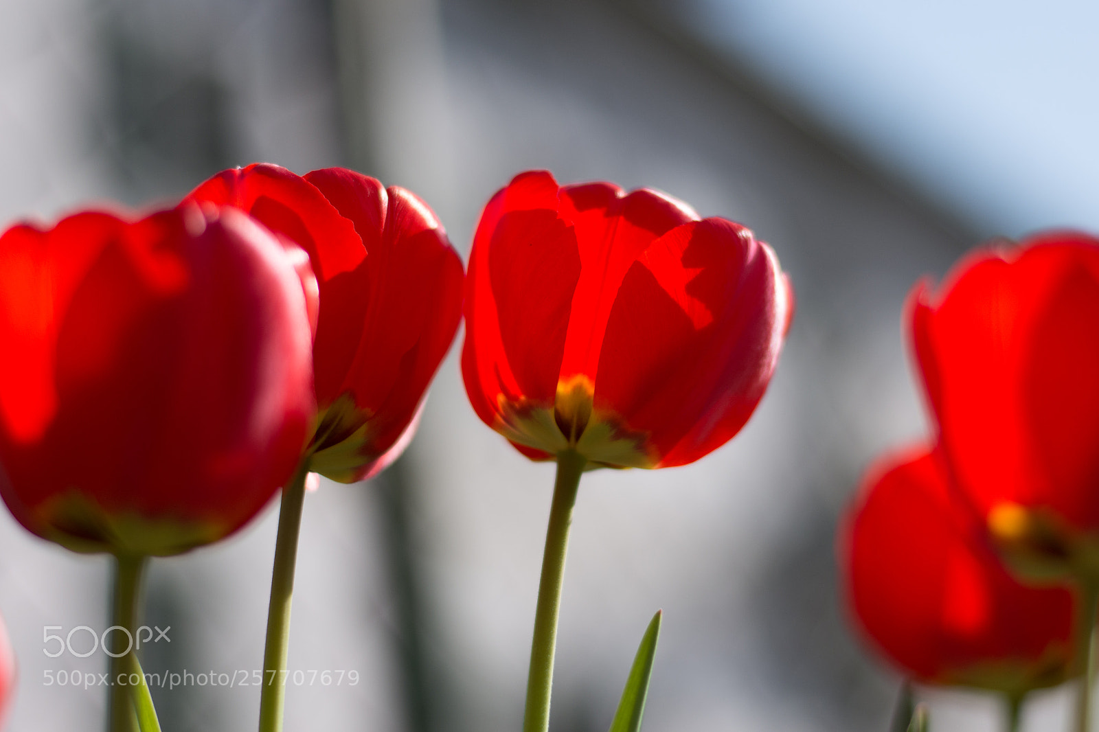Nikon D7200 sample photo. Red tulips photography