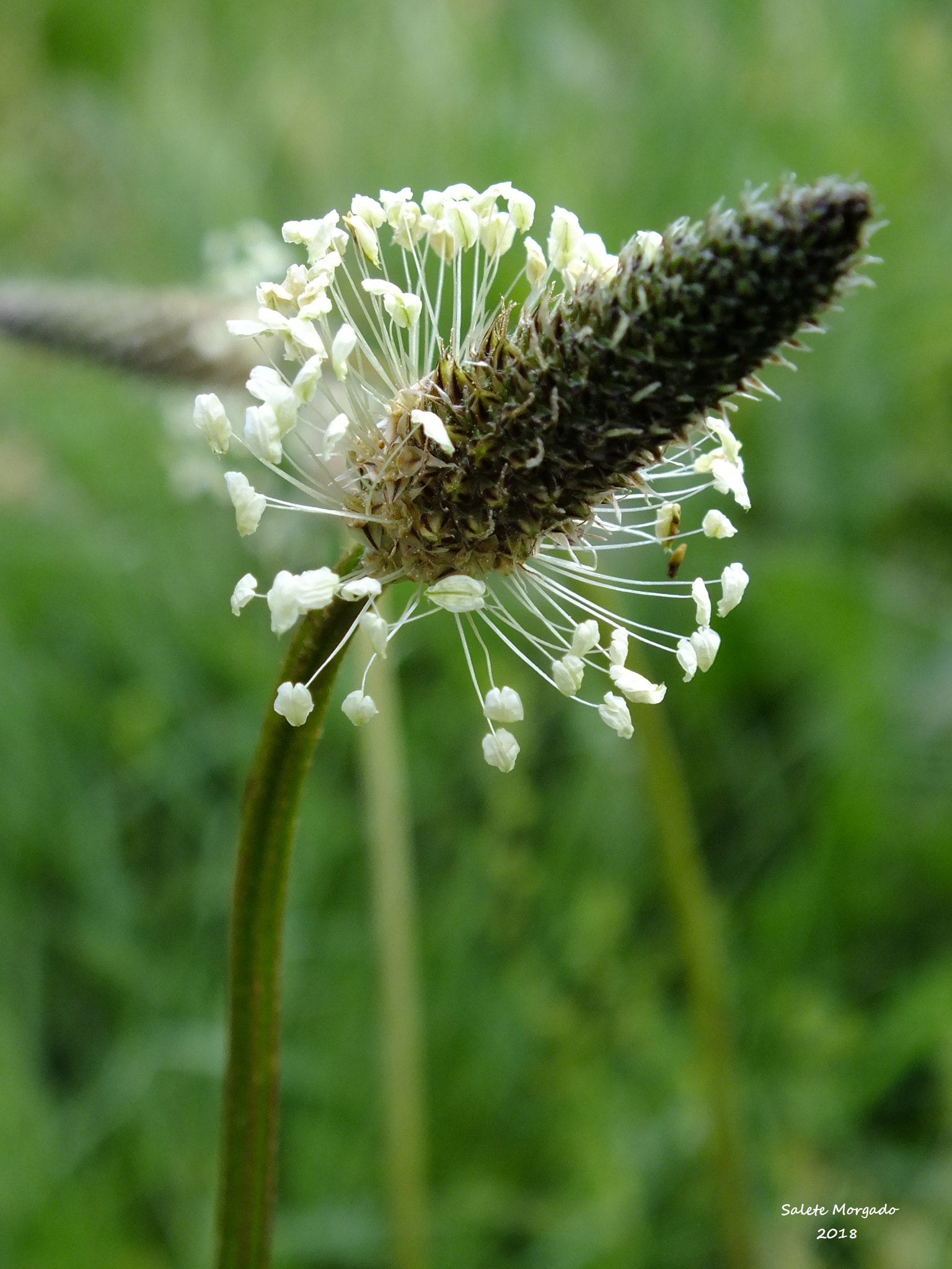 Fujifilm FinePix HS30EXR sample photo. Plantago lanceolata photography