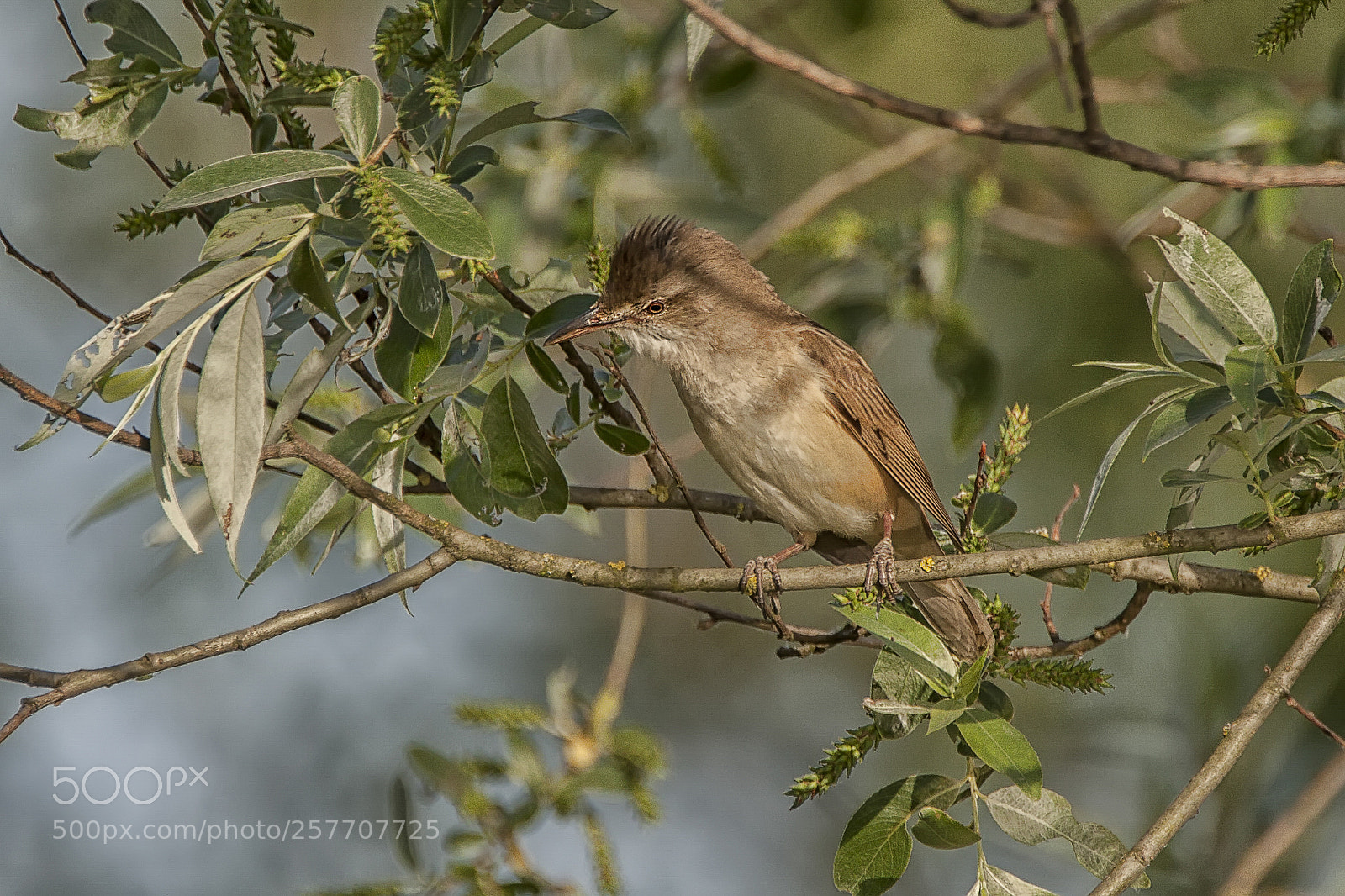 Canon EOS 50D sample photo. Great reed warbler photography