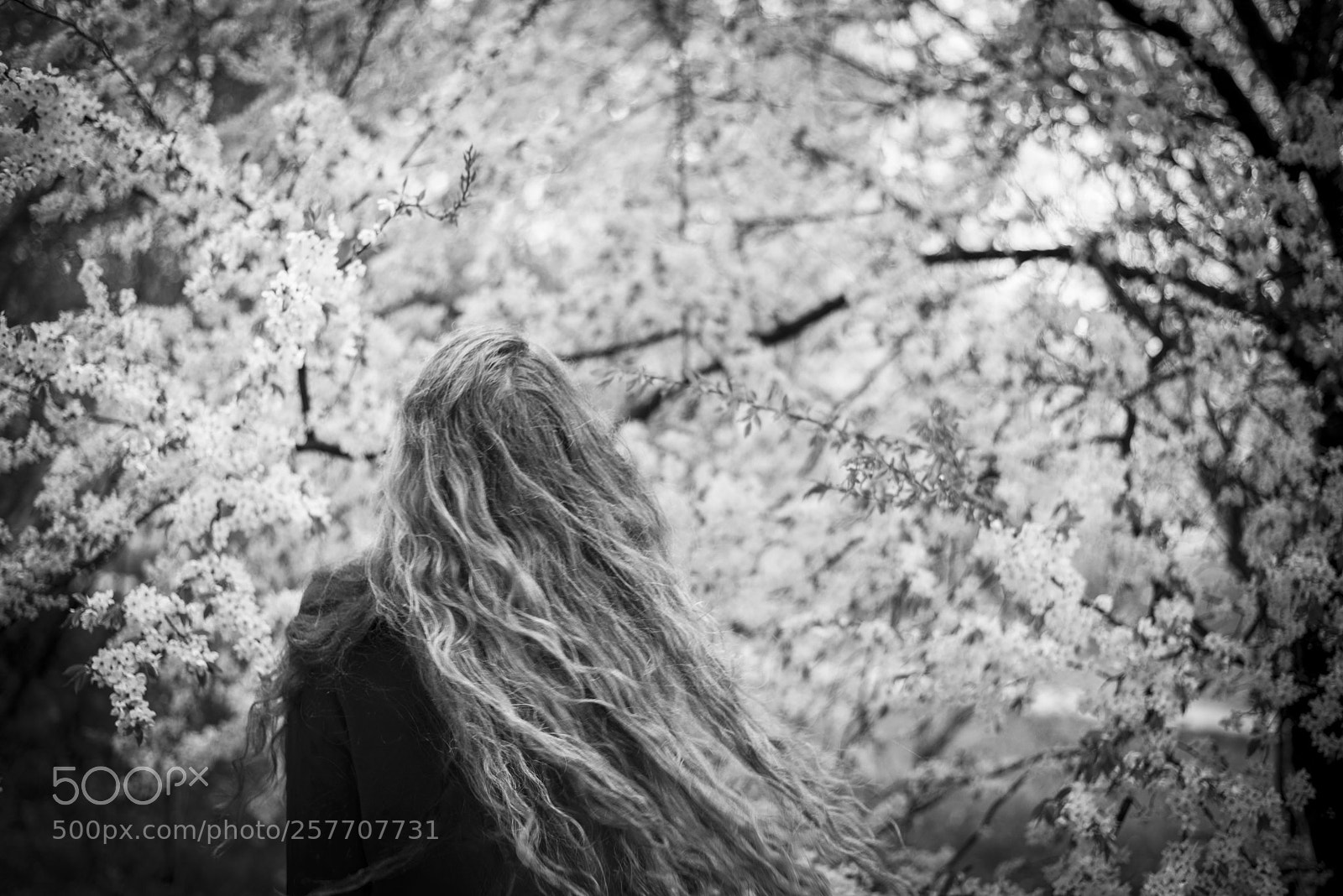 Nikon D750 sample photo. Spring rain photography