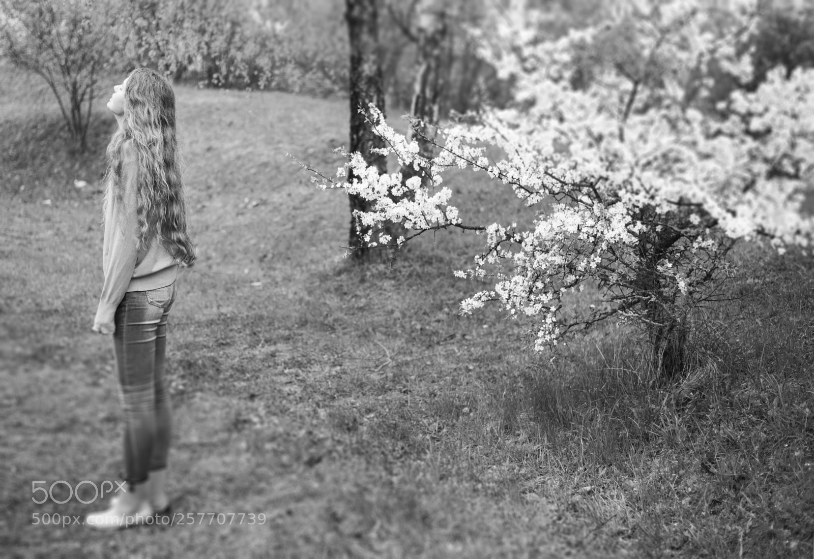 Nikon D750 sample photo. Spring rain photography