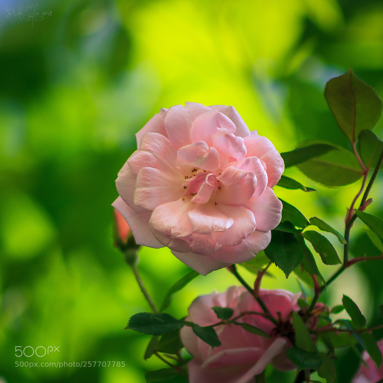Canon EOS 1000D (EOS Digital Rebel XS / EOS Kiss F) sample photo. 190 - rose photography
