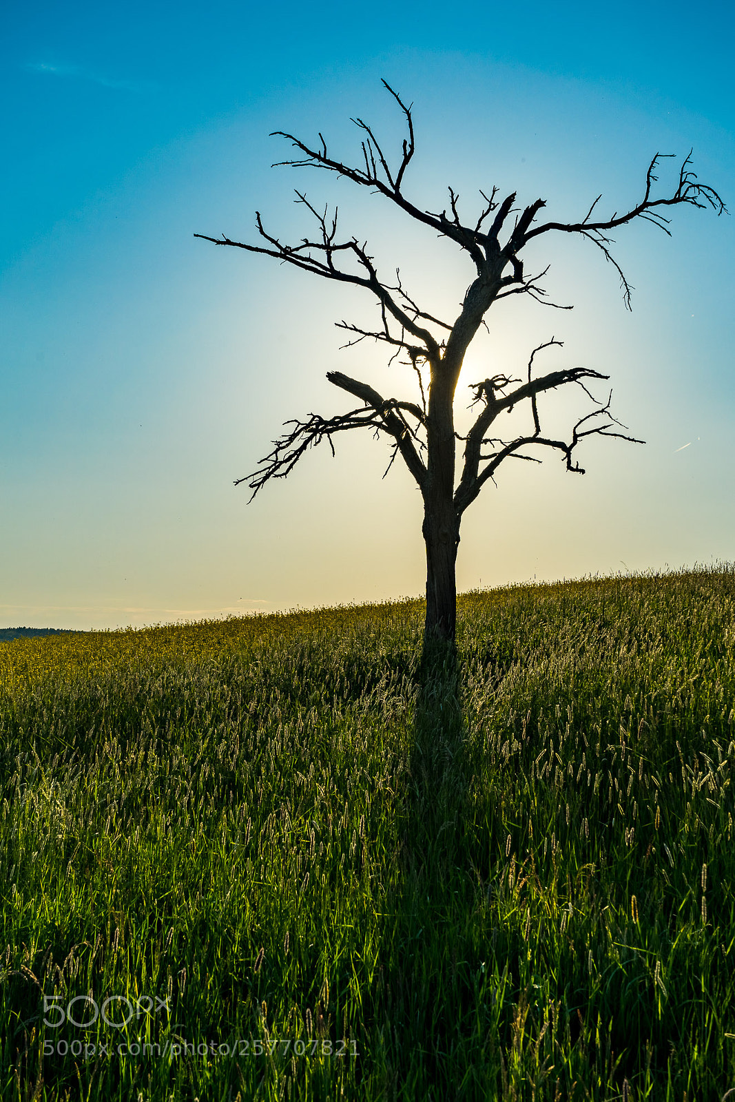 Sony a7 III sample photo. Dead tree photography