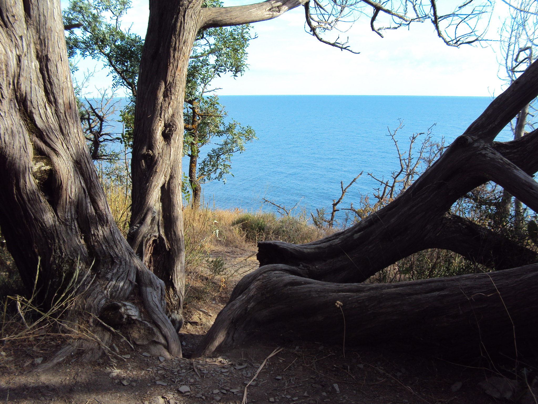 Sony DSC-W180 sample photo. The juniper tree destroyed by the lightning but still living photography