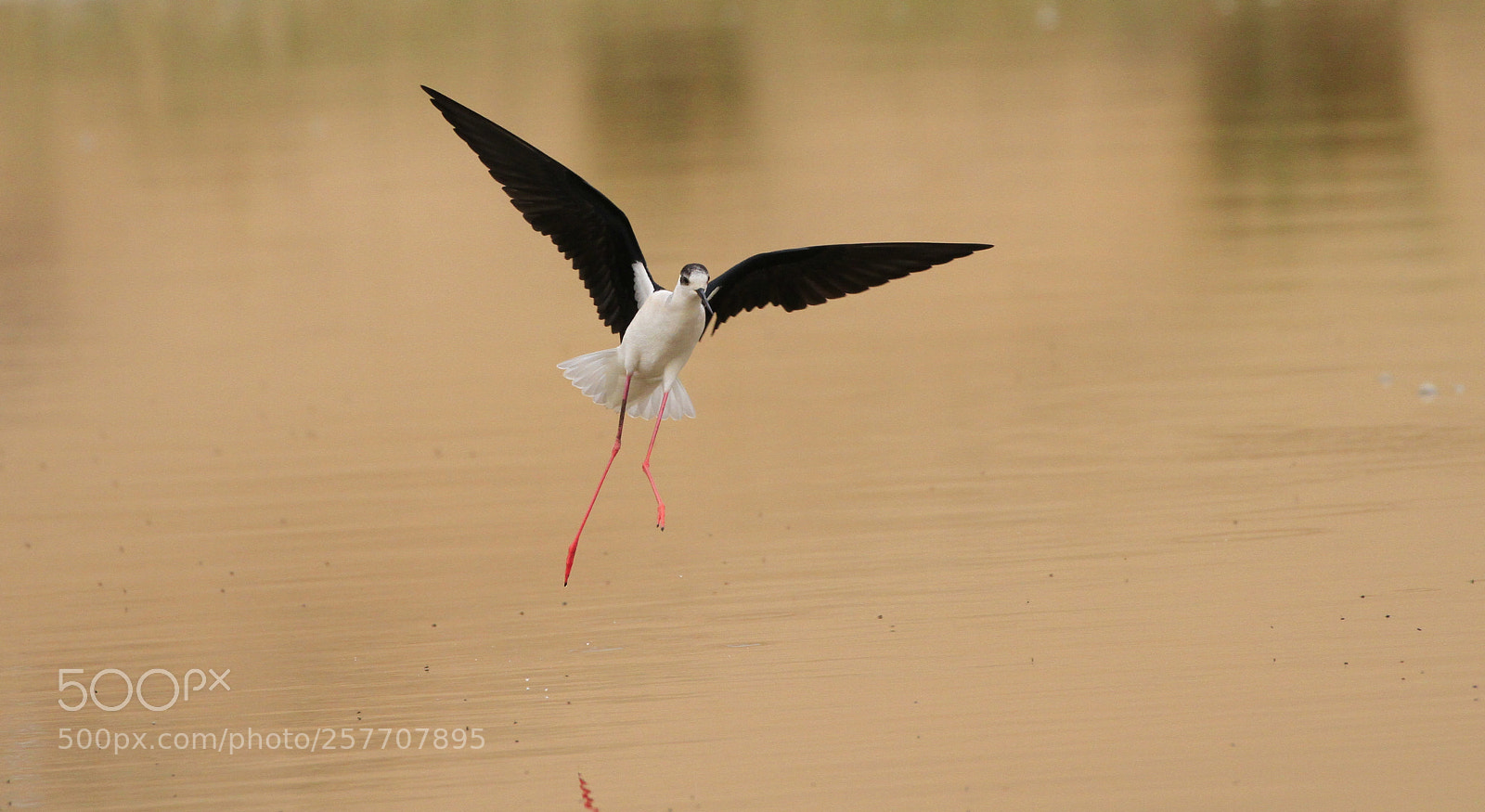 Canon EOS 7D sample photo. Himantopus himantopus photography
