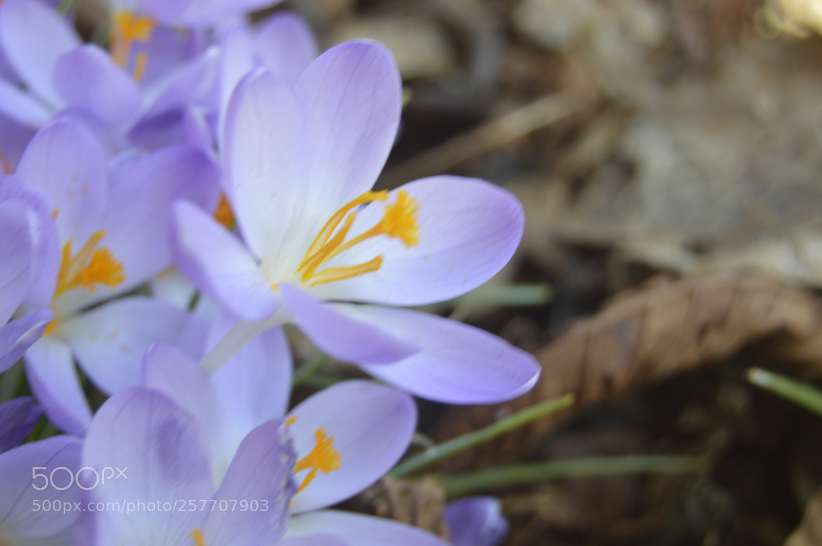 Nikon D3200 sample photo. Dansk natur photography