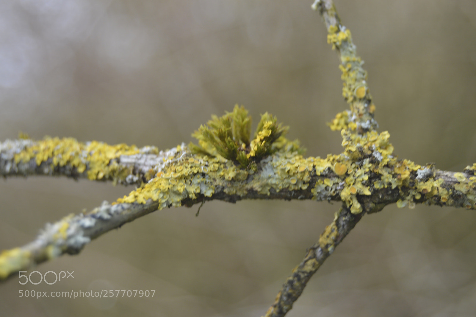 Nikon D3200 sample photo. Dansk natur photography