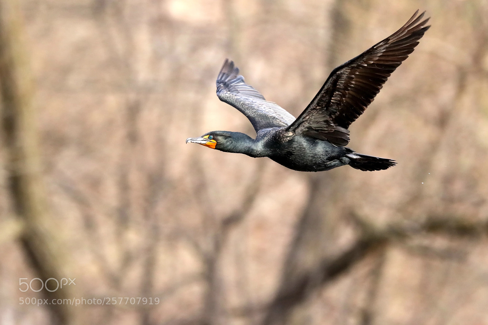 Canon EOS 7D Mark II sample photo. Cormorant photography