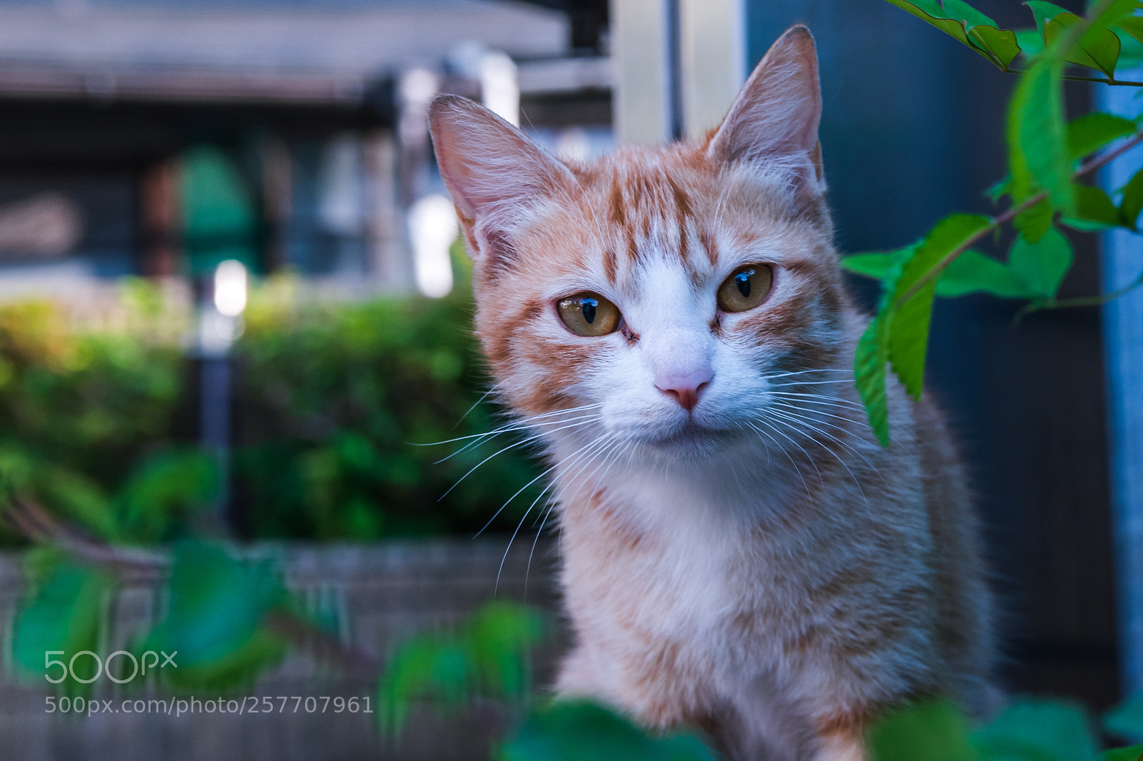 Nikon D5600 sample photo. D photography