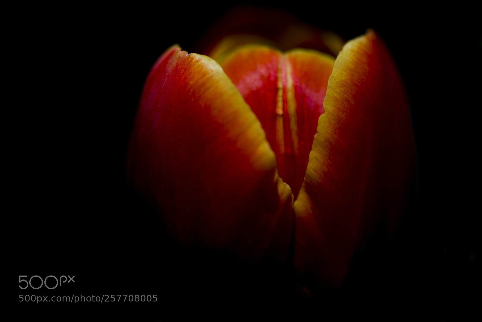 Nikon D800 sample photo. Tulip (from aside) photography