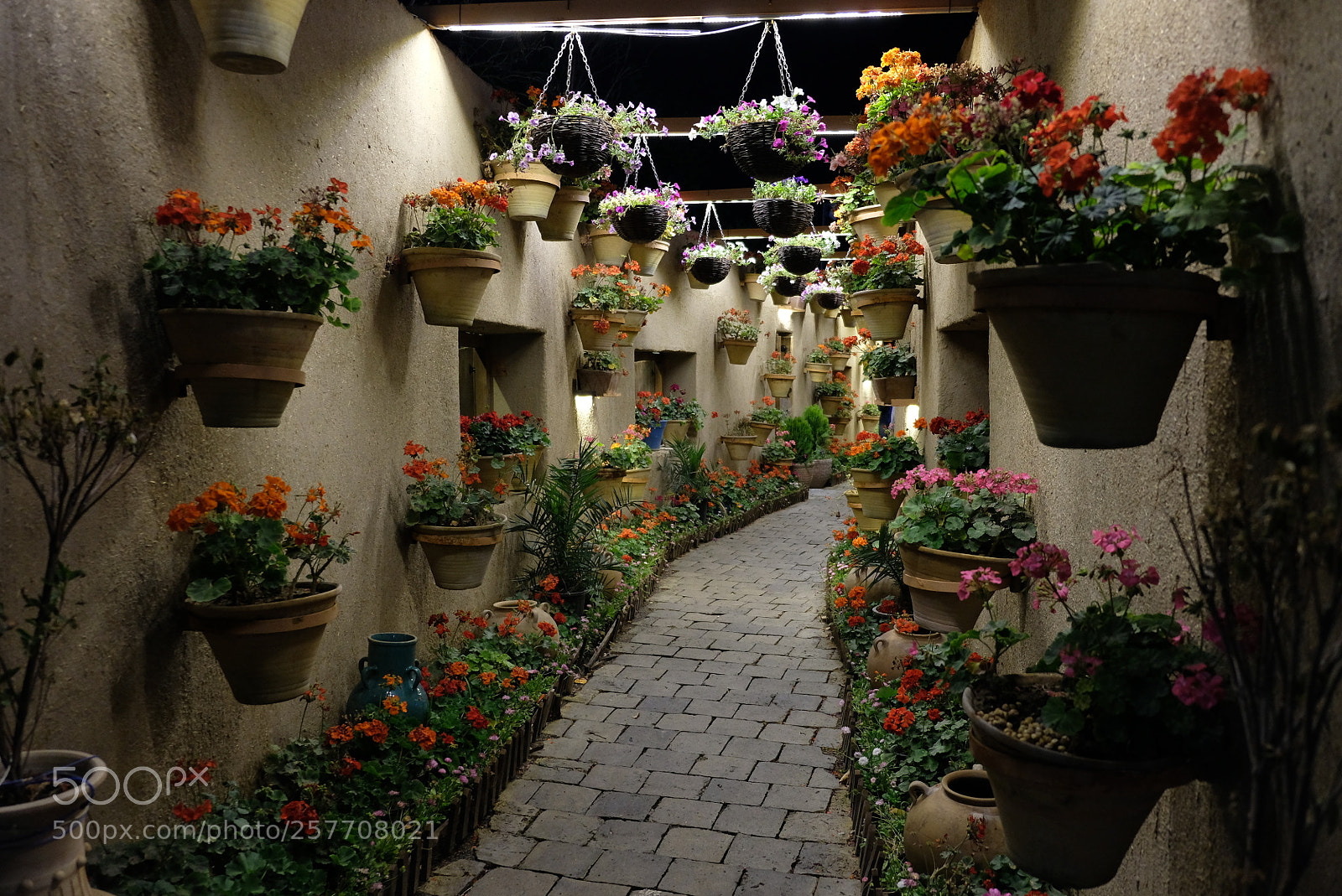 Fujifilm X-T20 sample photo. Flower path photography