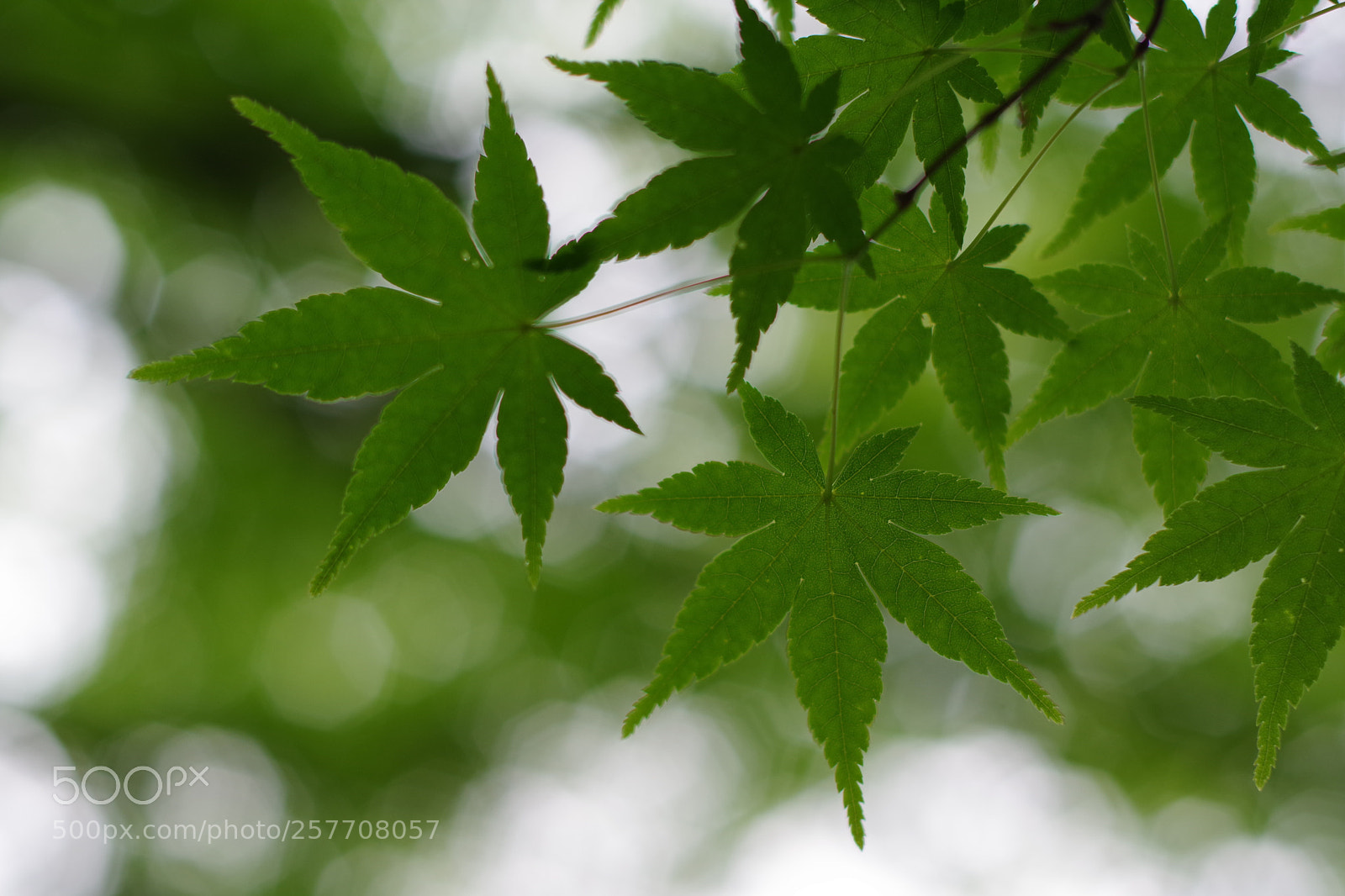 Pentax K-70 sample photo. Untitled photography