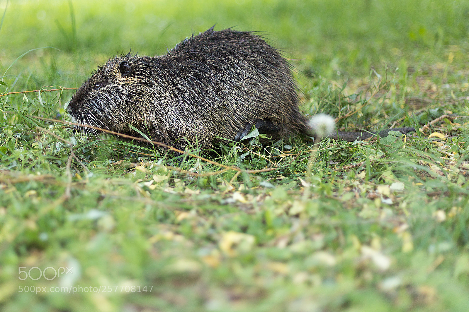 Canon EOS 5D Mark IV sample photo. Nutria from kronberg photography