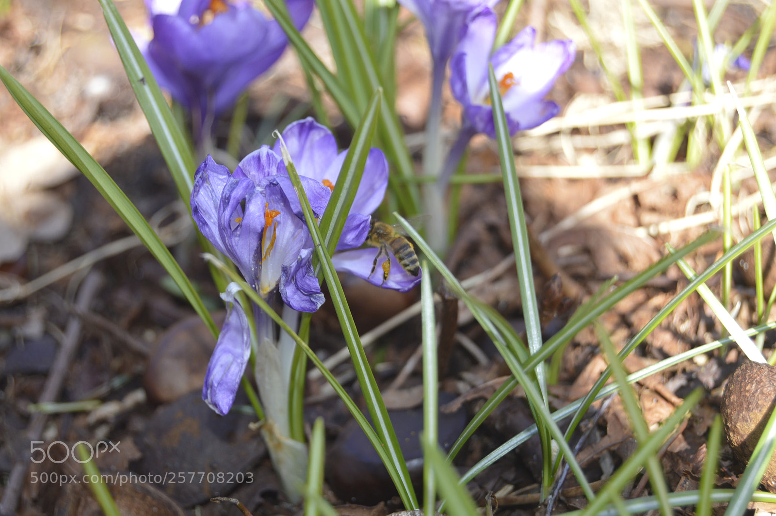 Nikon D3200 sample photo. Dansk netur photography