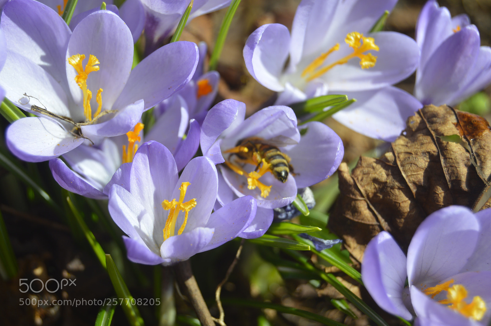 Nikon D3200 sample photo. Dansk netur photography