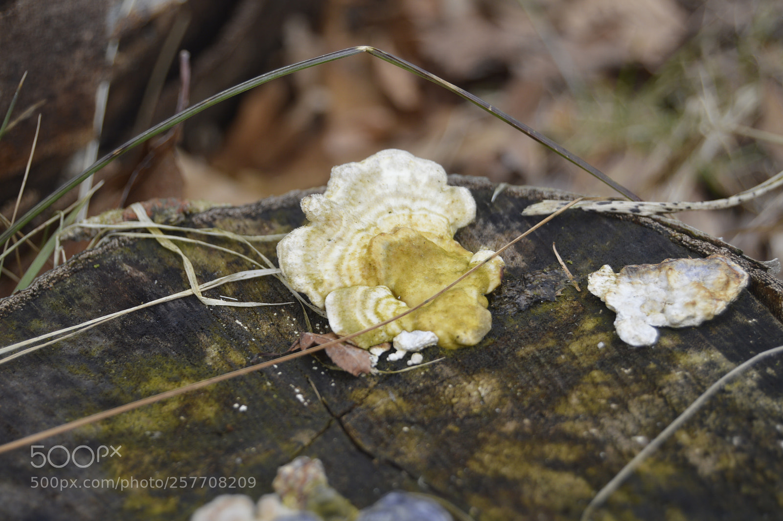 Nikon D3200 sample photo. Dansk netur photography