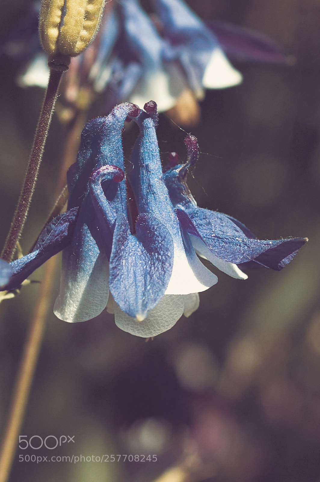 Nikon D70s sample photo. Wildflowers bells photography