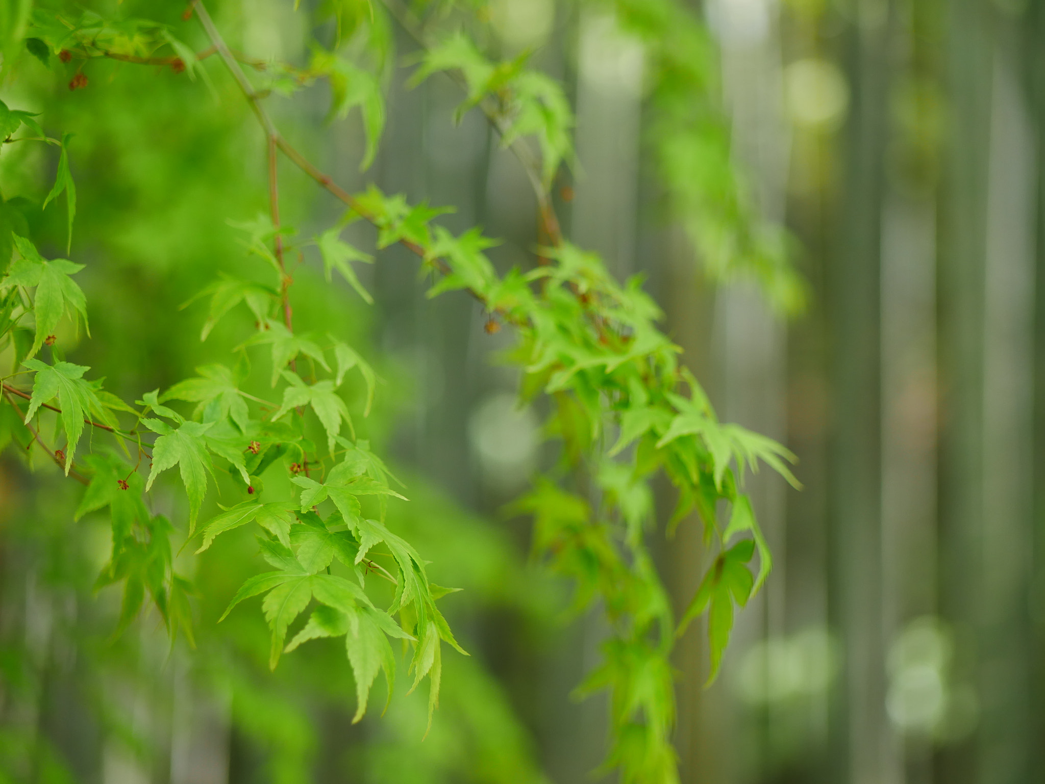 Panasonic Lumix DC-GX850 (Lumix DC-GX800 / Lumix DC-GF9) sample photo. Green momiji in japanese garden photography