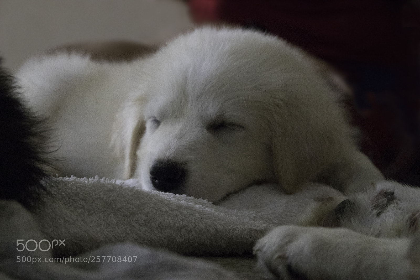 Canon EOS 80D sample photo. Golden puppy photography