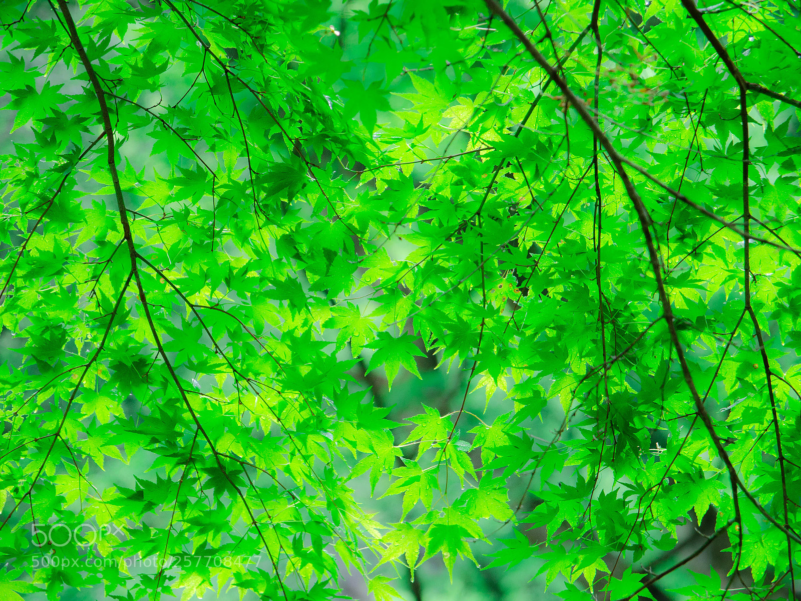 Nikon D7000 sample photo. Maple photography