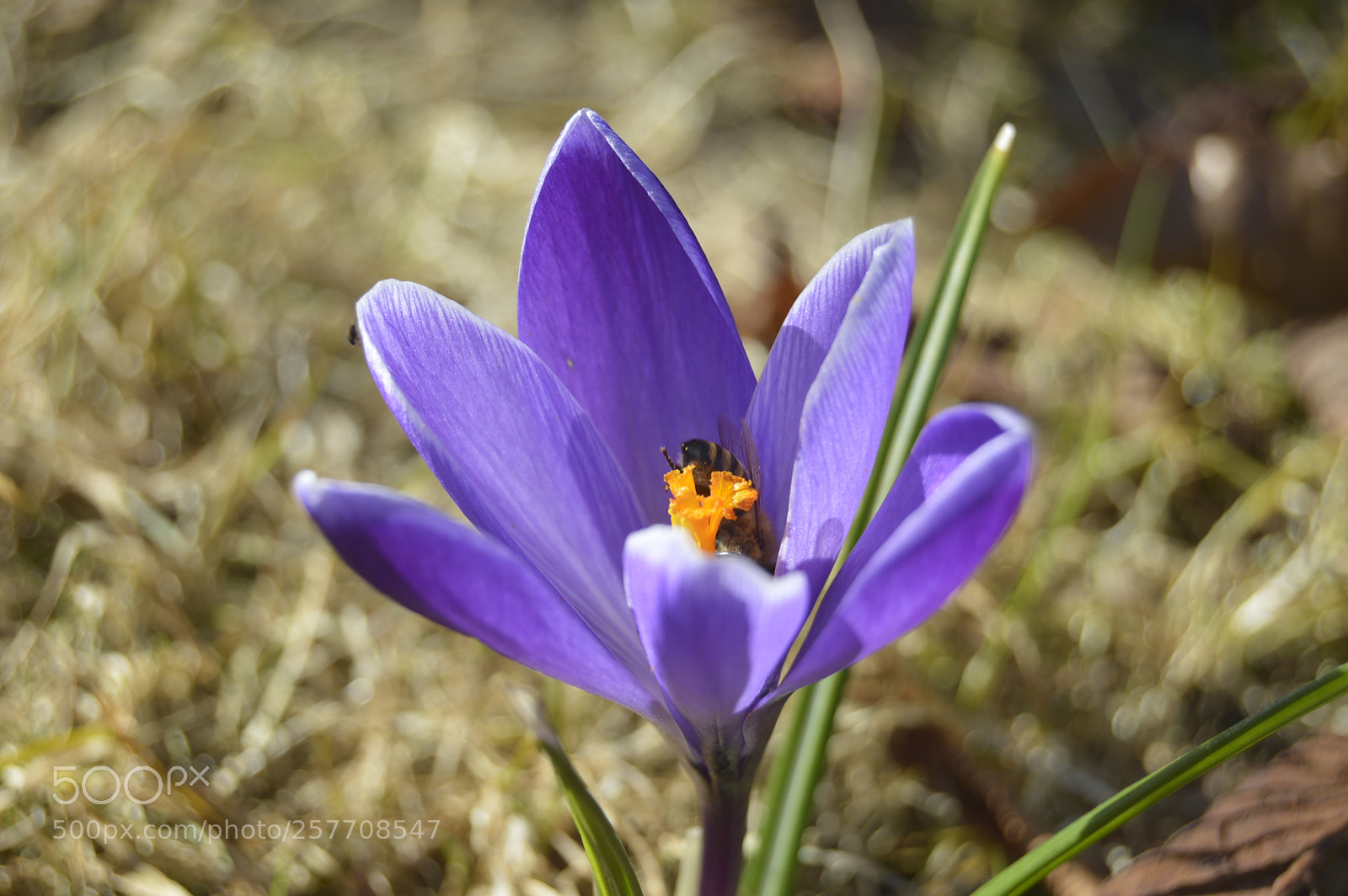 Nikon D3200 sample photo. Dansk natur photography