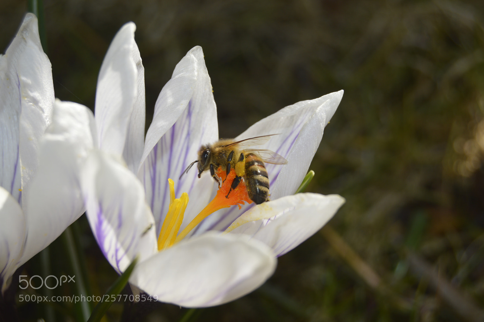Nikon D3200 sample photo. Dansk natur photography