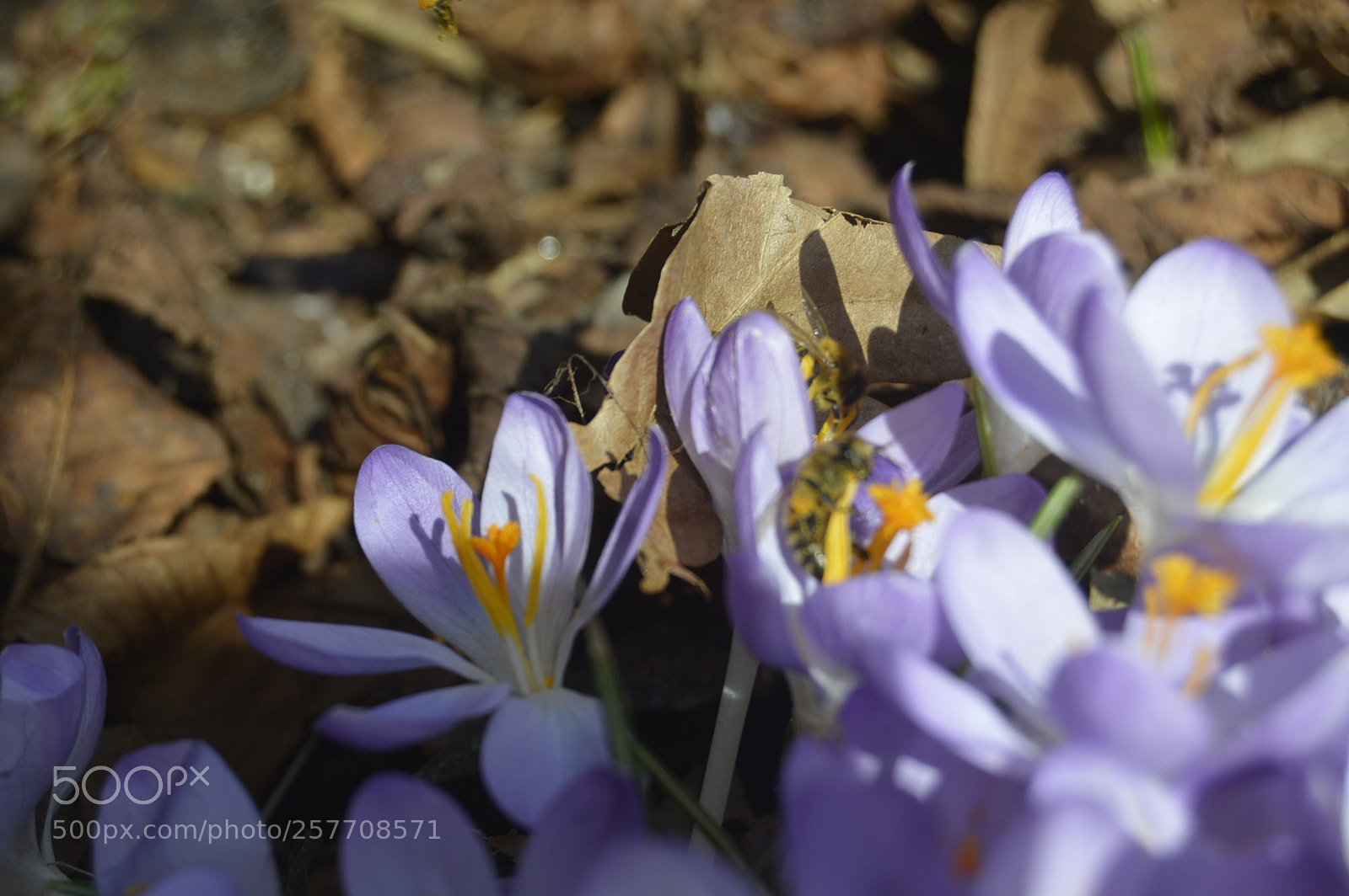 Nikon D3200 sample photo. Dansk natur photography