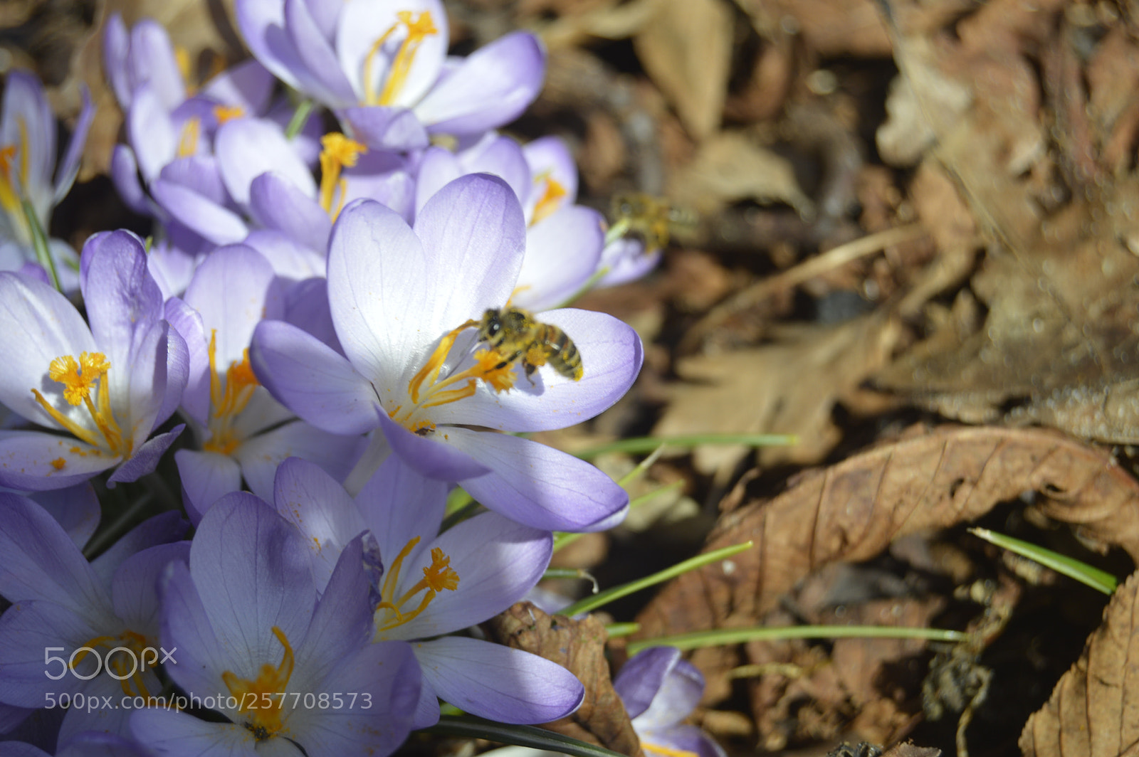Nikon D3200 sample photo. Dansk natur photography