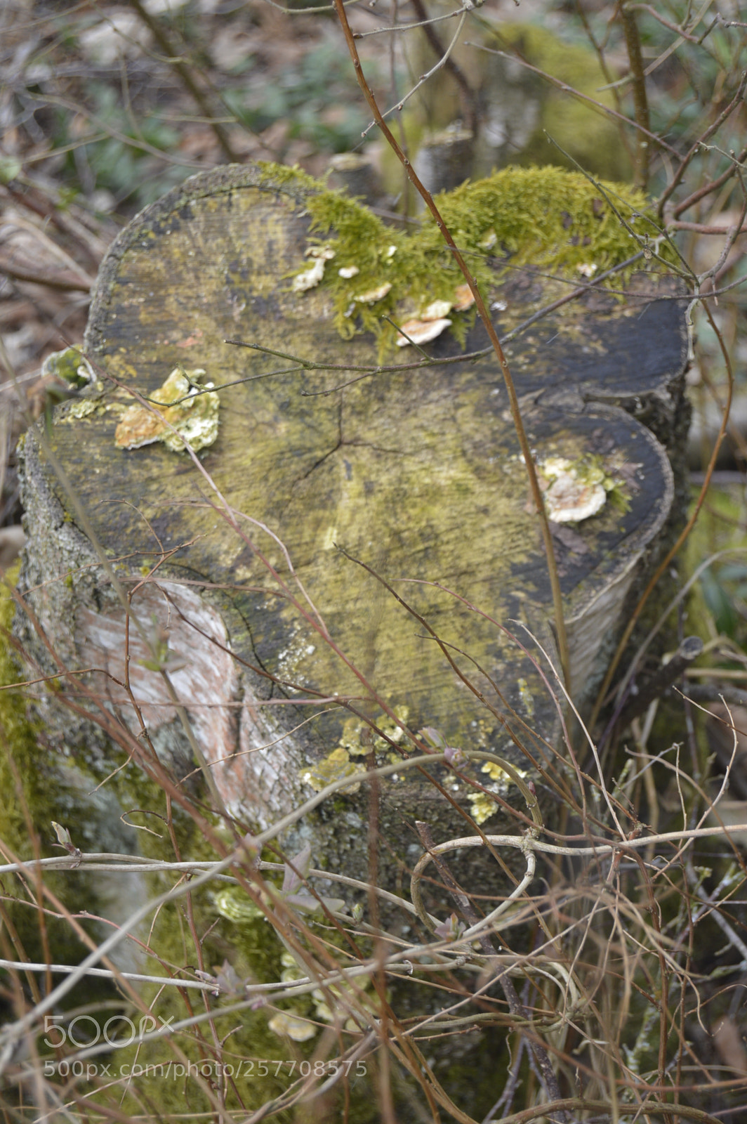 Nikon D3200 sample photo. Dansk natur photography