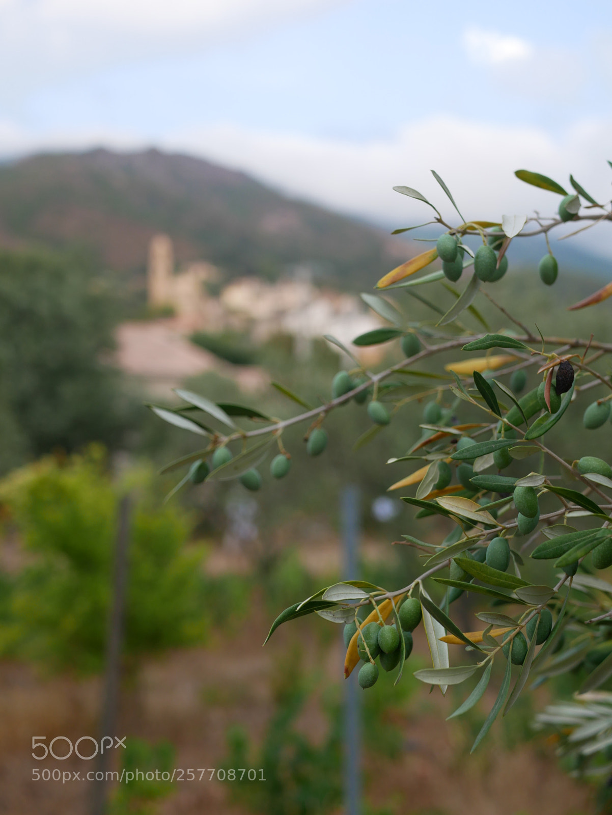 Panasonic Lumix DMC-GX85 (Lumix DMC-GX80 / Lumix DMC-GX7 Mark II) sample photo. Olives from corsica photography
