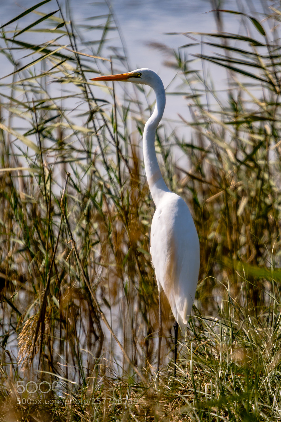 Nikon D7200 sample photo. Great white egret photography