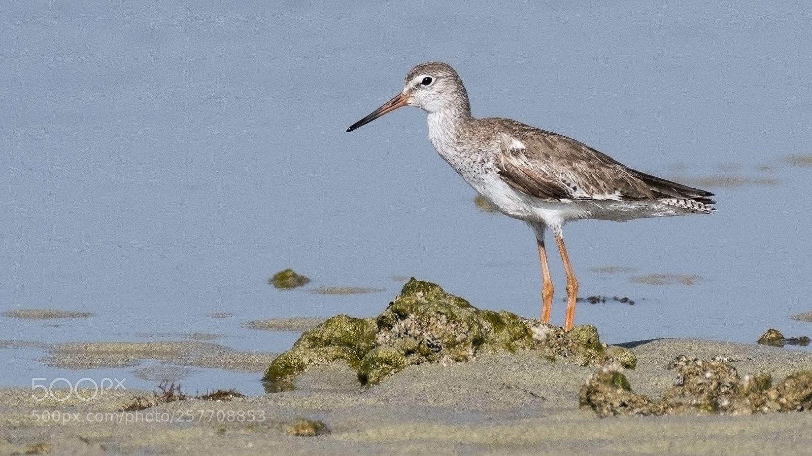 Nikon D500 sample photo. Common shank photography