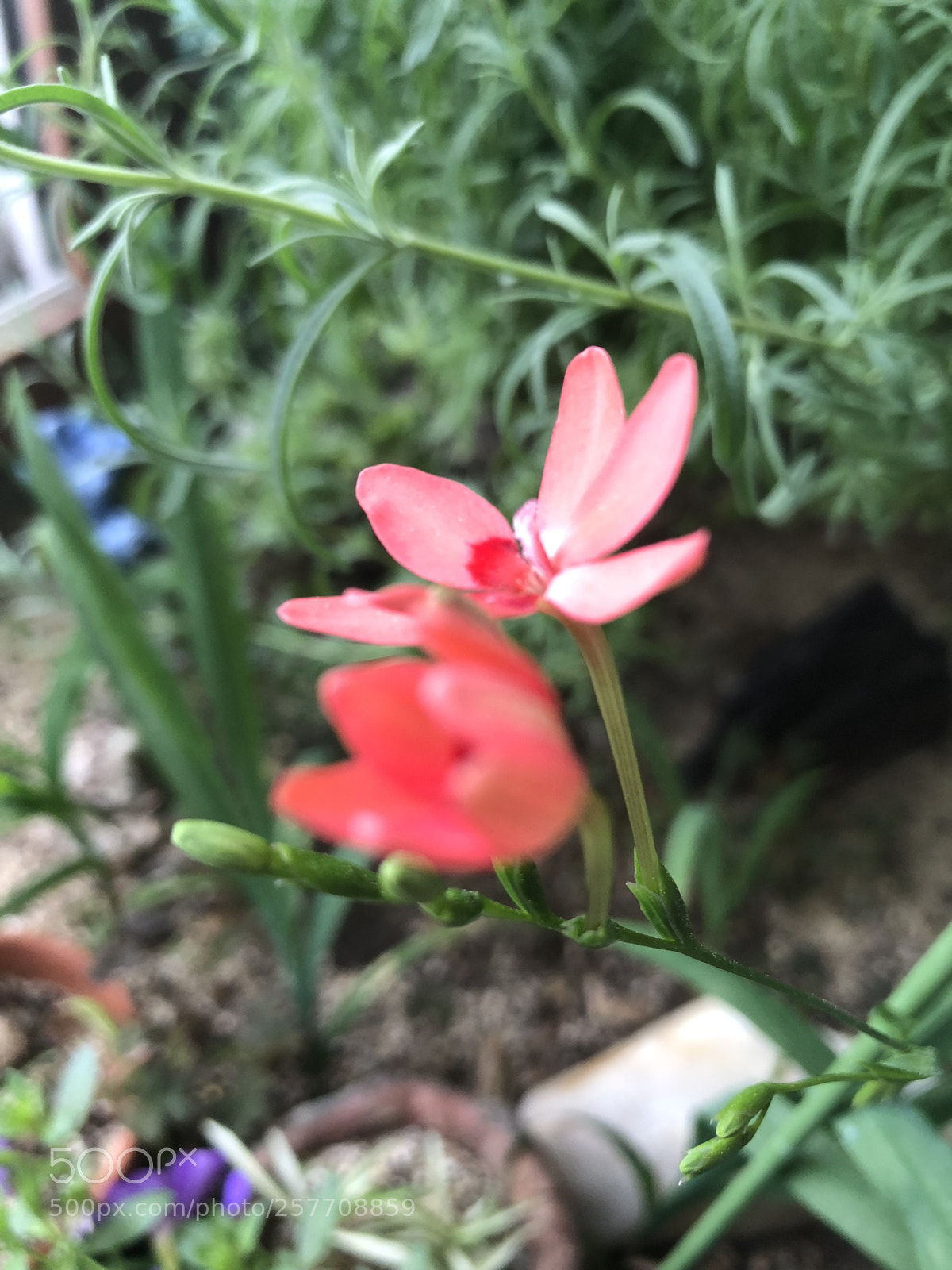 Apple iPhone 8 Plus sample photo. Cute flower show summer photography