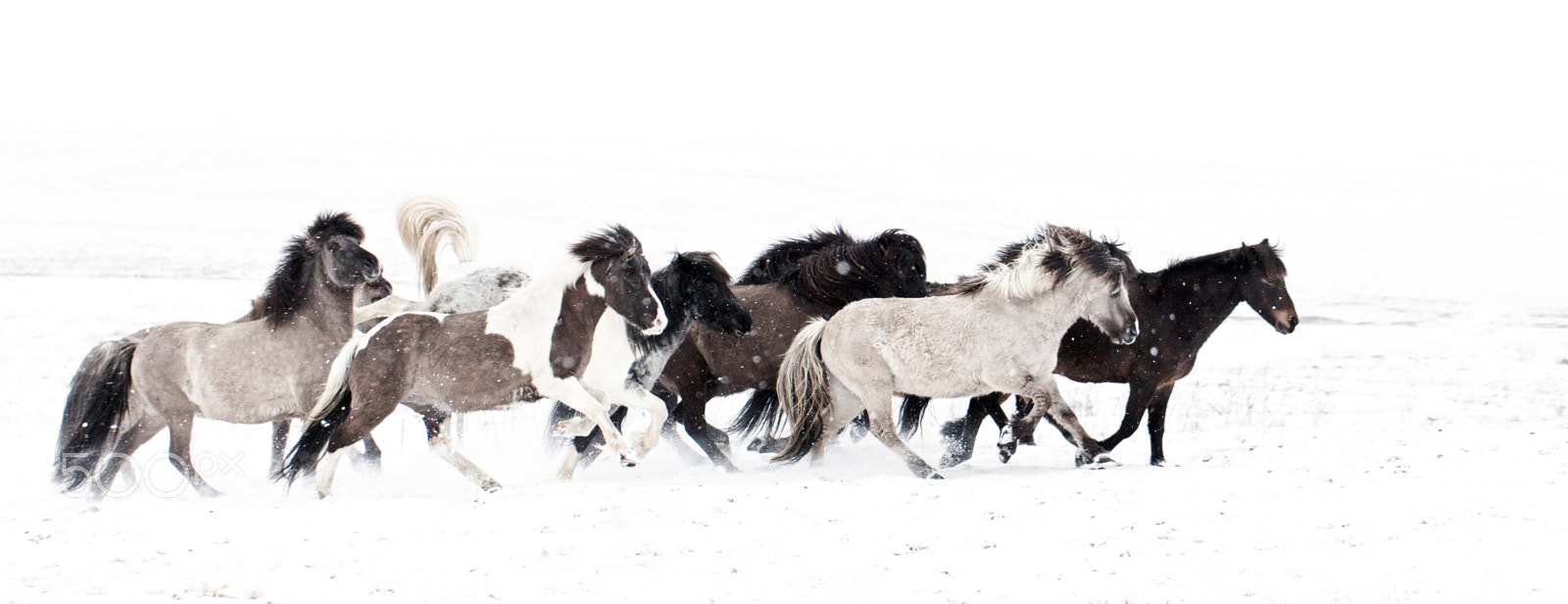 Canon EOS 5DS sample photo. Horses fighting photography