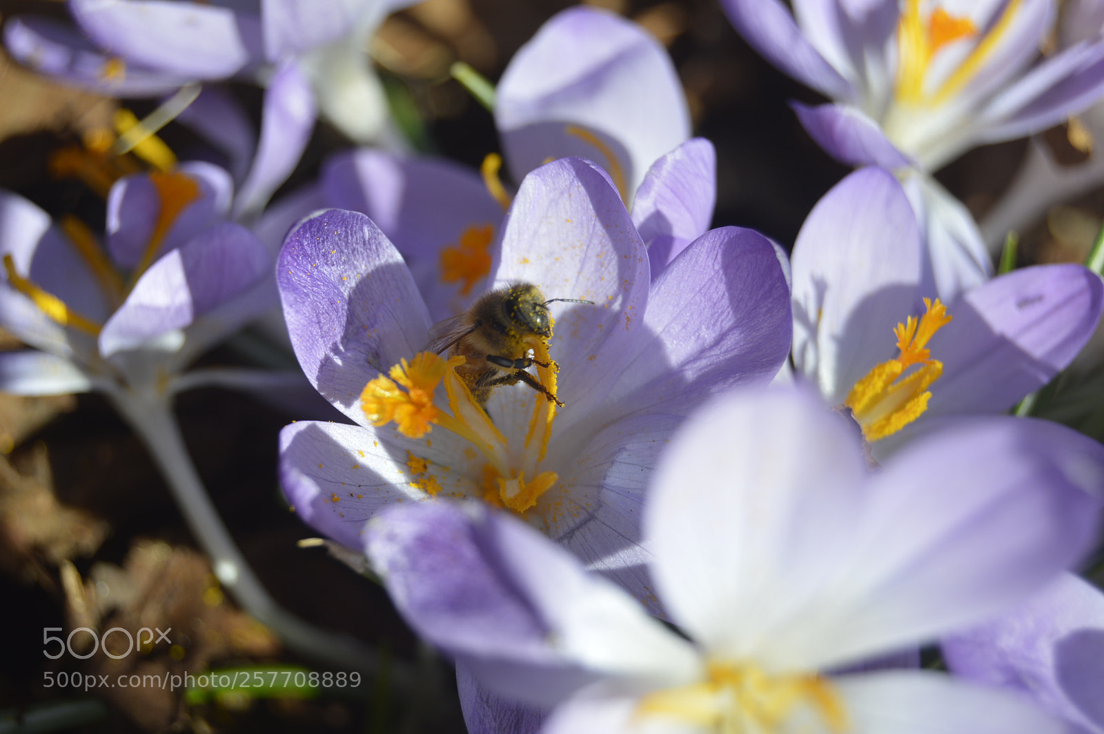 Nikon D3200 sample photo. Dansk natur photography