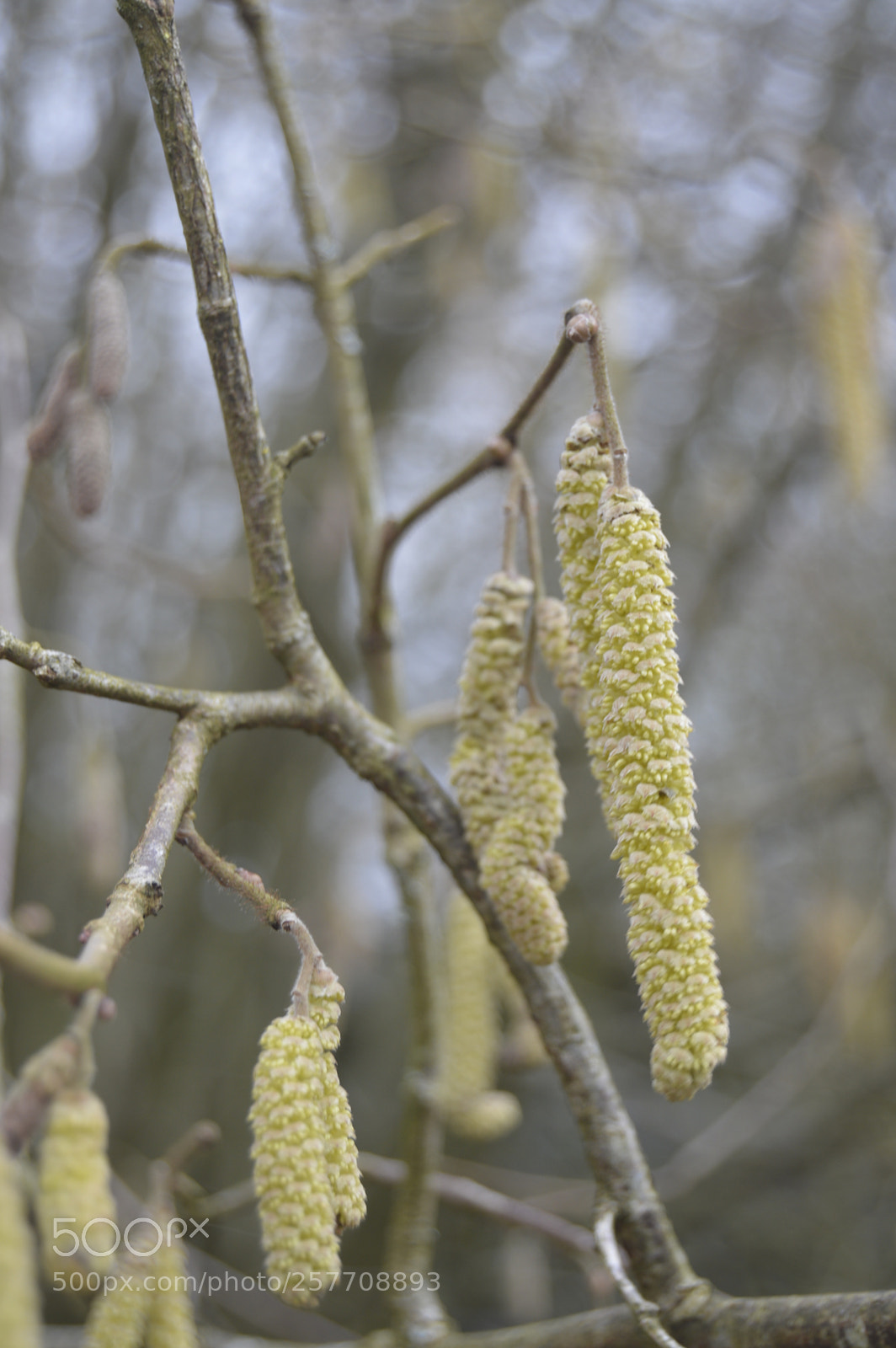 Nikon D3200 sample photo. Dansk natur photography