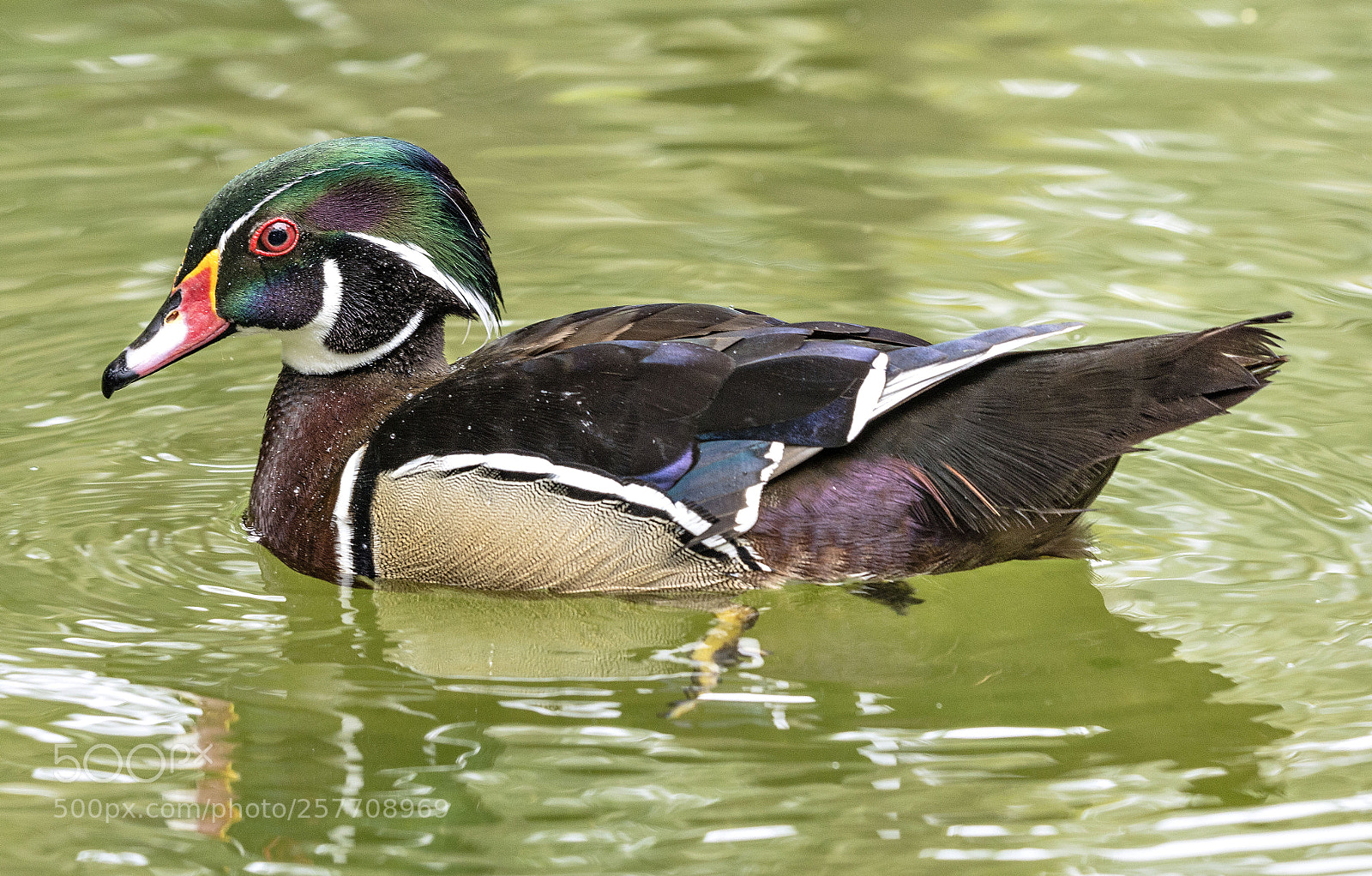 Nikon D610 sample photo. Canard carolin photography
