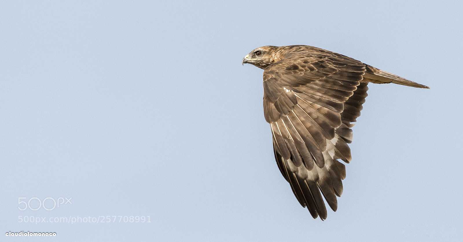 Nikon D500 sample photo. Buzzard photography