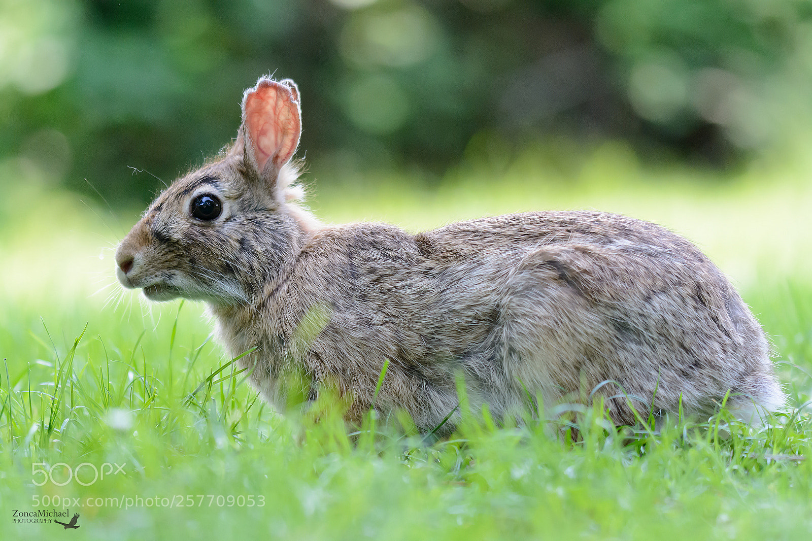 Nikon D7100 sample photo. Leprotto photography