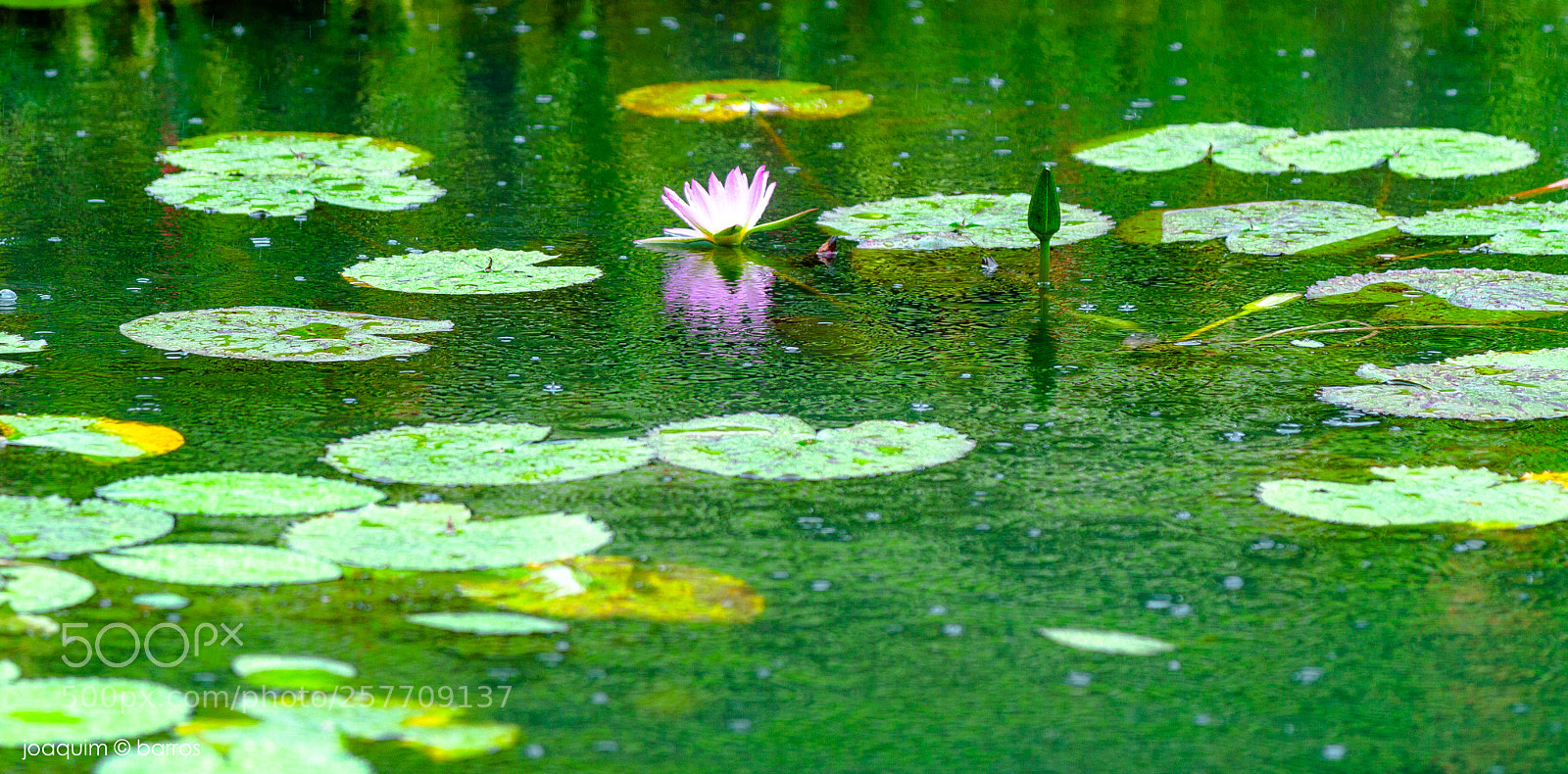 Canon EOS 7D sample photo. Rain me photography