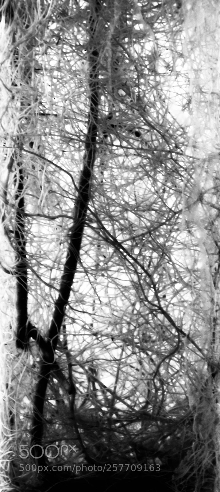 Canon EOS 500D (EOS Rebel T1i / EOS Kiss X3) sample photo. Its roots photography