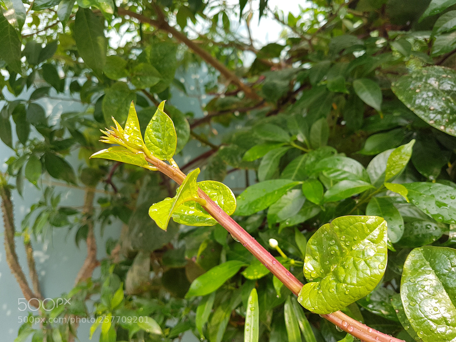 Samsung Galaxy S7 Edge sample photo. Untitled photography