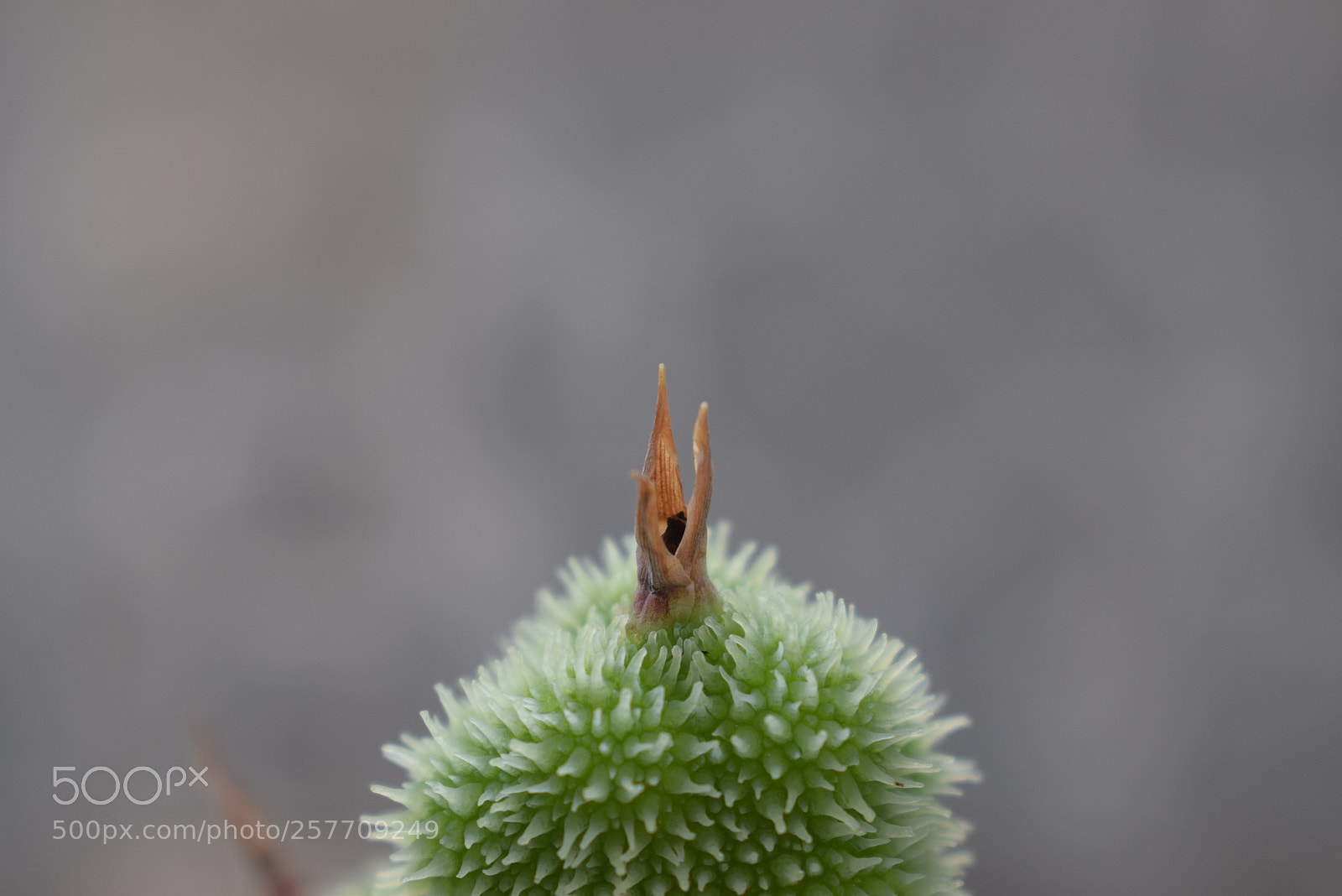 Nikon D5300 sample photo. Flower bud photography
