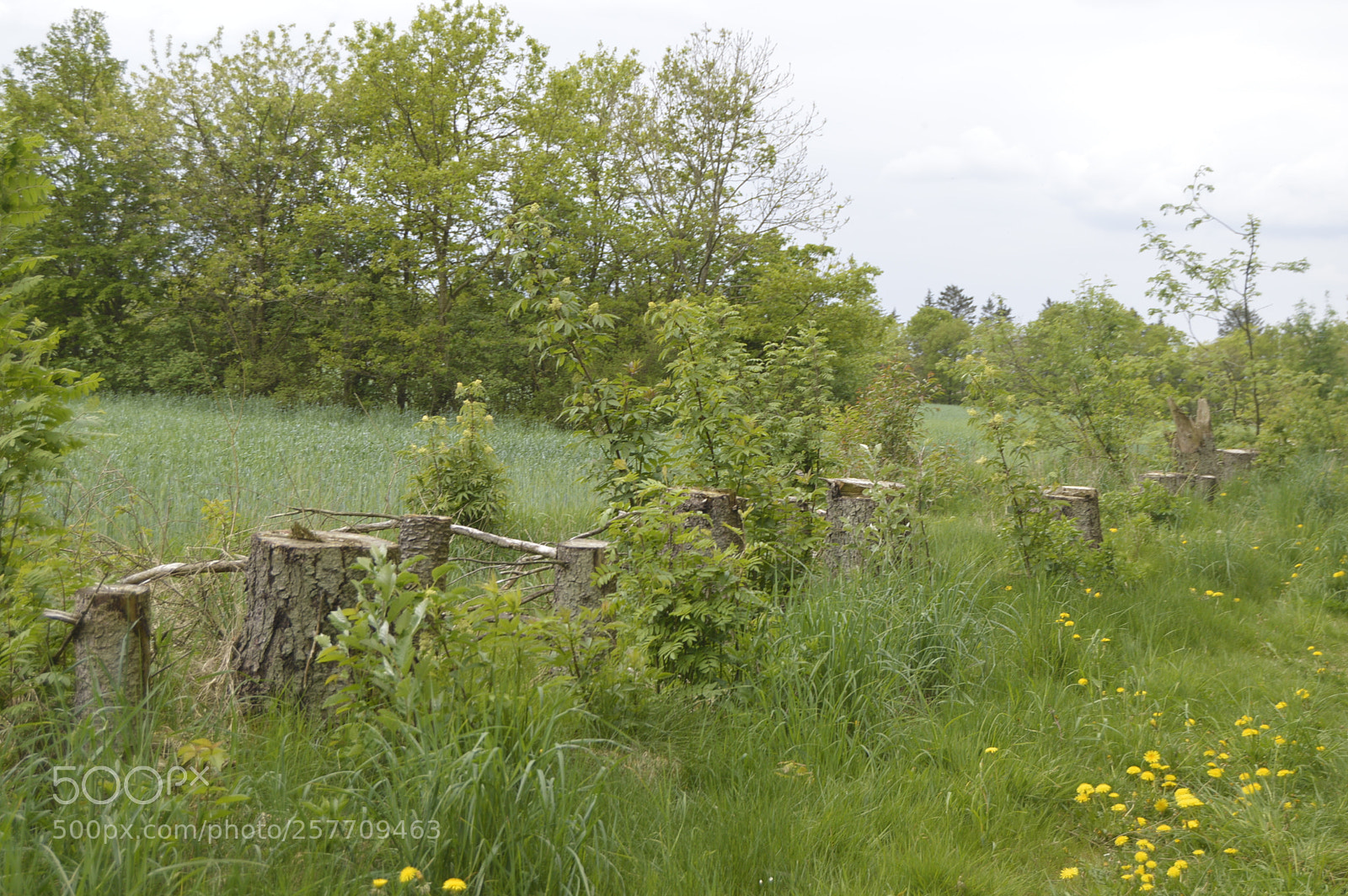 Nikon D3200 sample photo. Dansk natur photography