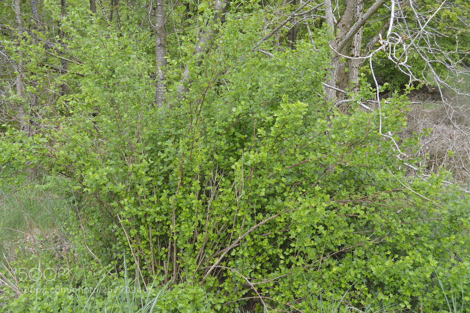 Nikon D3200 sample photo. Dansk natur photography